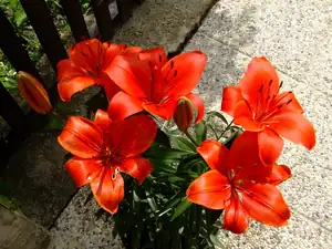 iris66 — 2. června 2011