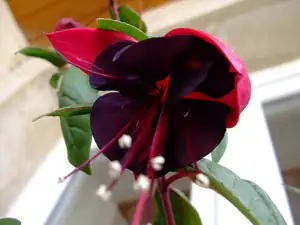 fuchsie
