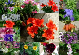 iris66 — 3. června 2011