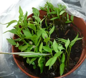 Paprika