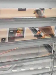 Je to sokol? poštolka?
