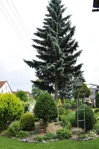 muškatek — 4. června 2011