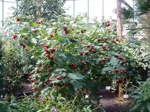 Abutilon