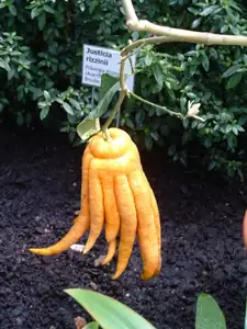 Citrus - Budhova ruka