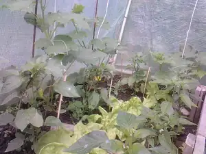 foliovník-okurky,papriky