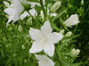 Zvonky