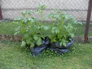 experiment podle Receptáře, tak uvidíme 🙂