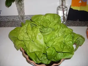letotšní salátek... už není, byl luxusní!