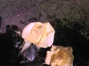 citronová