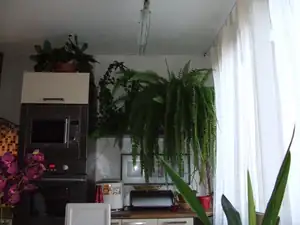 kapradí