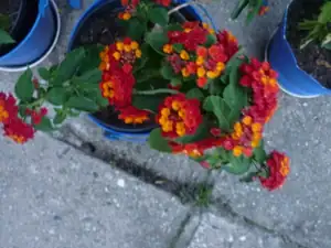 lantana