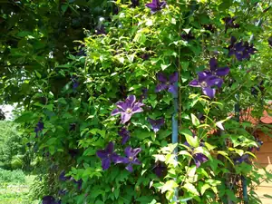 clematis