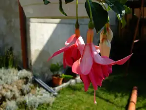 iris66 — 19. června 2011