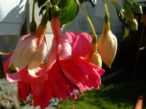 iris66 — 19. června 2011
