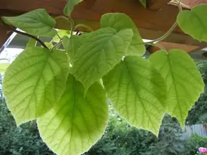 Kiwi