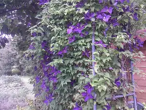 Clematis