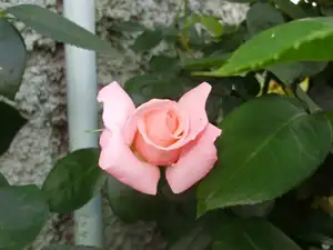 muškatek — 23. června 2011