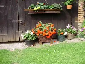 muškatek — 23. června 2011