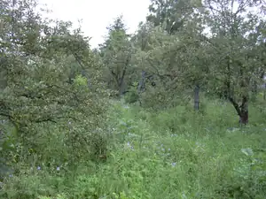 malavesta1 — 24. června 2011