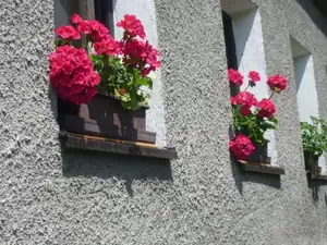 muškáty
