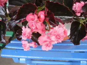 Begonka