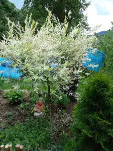vrba