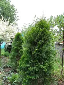 tůje