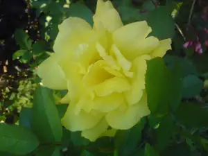 iris66 — 27. června 2011