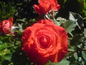 iris66 — 27. června 2011