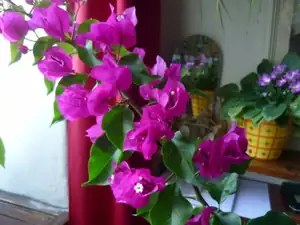 bougenvilea