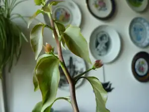 poupata bougenvilei