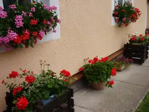 Muškáty