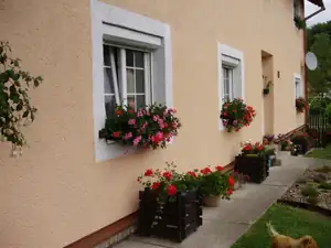 Muškáty