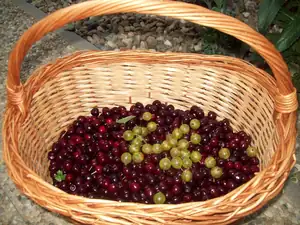 Třešně na marmeládu a první angrešt