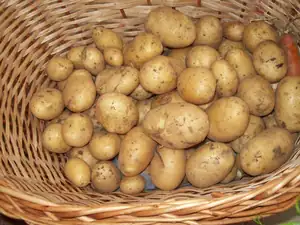 Naše první letošní brambory