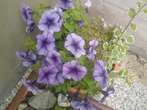 iris66 — 2. července 2011