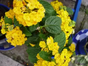 libora