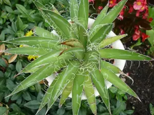 agave
