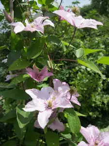 Clematis