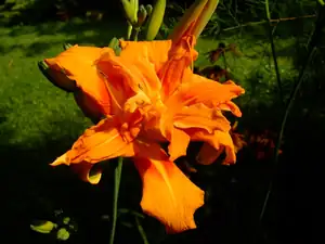 iris66 — 12. července 2011