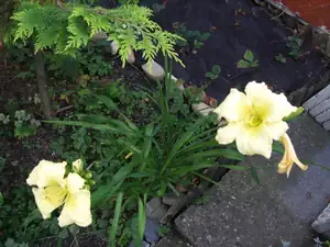 iris66 — 12. července 2011