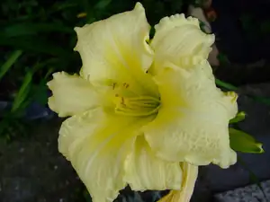 iris66 — 12. července 2011