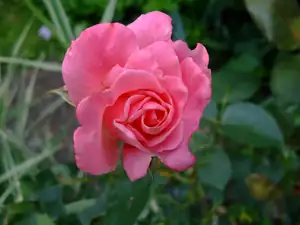 iris66 — 12. července 2011