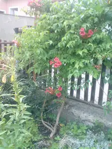 iris66 — 14. července 2011