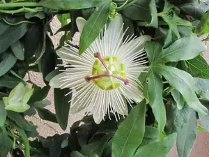 Passiflora Avalanche