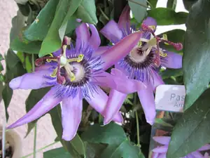 Passiflora amethyst
