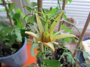 Passiflora aurantia
