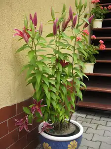 sud — 15. července 2011