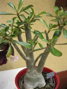 Pouštní růže-ADENIUM