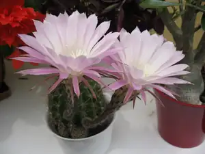 Kaktus